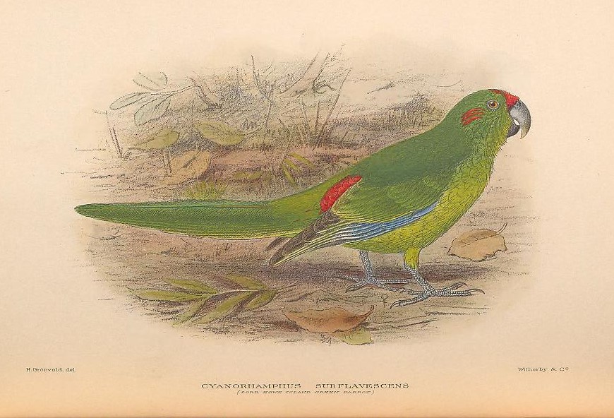 Cyanoramphus novaezelandiae subflavescens (Lord Howe Island parakeet